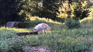 Thank You for Being A Friend to the Wolf Conservation Center