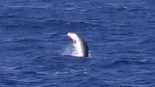 Pygmy Sperm Whale, breaching, from Cadiz to Lanzarote ferry, North Atlantic, 5th September 2018