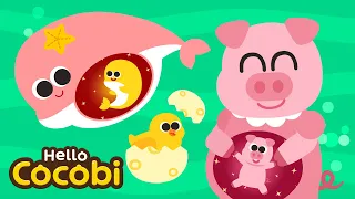 Mammals & Egg Laying Animal Song🐣Compilation | Animal Song | Nursery Rhymes for Kids | Hello Cocobi