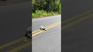 Sloth rescue from the road!