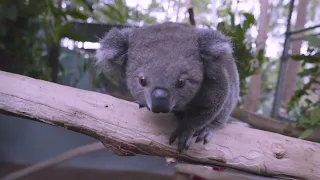 Every Koala Counts | Official Trailer