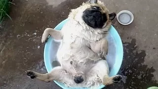 FORGET CATS! Funny PUGS are here to MAKE YOU LAUGH! - Funny DOG compilation