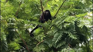 Howler Monkeys in Guanacaste, Costa Rica