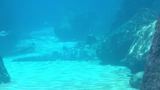 Atlantis Bahamas The Dig April 2021