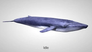 Blue Whale 3d Animations