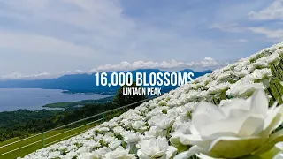 TRAVEL VLOG | 16,000 Blossoms Lintaon Peak Baybay City, Leyte