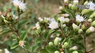 O Cerrado brasileiro constitui a savana mais biodiversa do mundo e está desaparecendo a cada dia