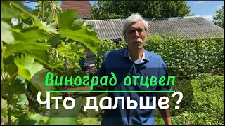 Виноград после цветения. Работы на винограднике в июле.