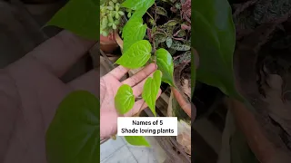 Names of 5 shade loving plants #indoorplants #short #shorts