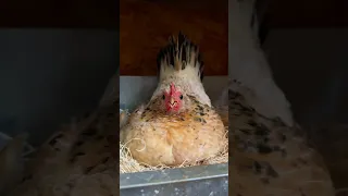 An Angry Broody Hen🐣🤣