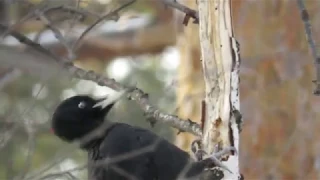 Черный дятел долбит дерево в замедленной съемке, woodpecker hits a tree in slow mo