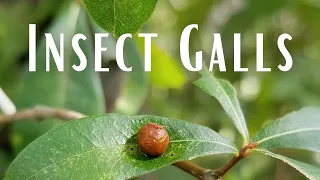 Insect Galls: Biology, Chemistry, and History