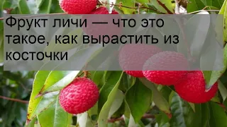 Фрукт личи — что это такое, как вырастить из косточки