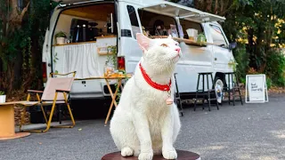 Cafe Vlog Mini Coffee Shop Van Bar Mobile Kopi Barista Dream Small Business Ideas Relaxing Mood Cat