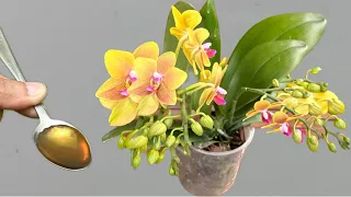 Pour only 1 spoon onto the roots! Weak orchids bloom easily all year round