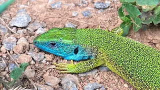 European Green Lizard Lies In The Morning Sun