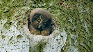 Juvenile boreal owl peeking out of the nest hole