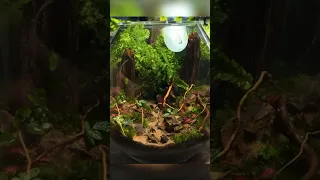 Creating a Self Sustaining MINI ECOSYSTEM!🌍🌱