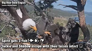 Big Bear🦅Spirit Gets 3 Fish!🐠🐟🐡Jackie & Shadow Escape With Their Talons Intact😋2022-06-09