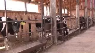 Воспроизводство молочного стада в хозяйствах района.