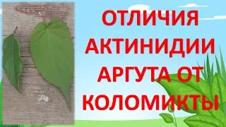 КАК ОТЛИЧИТЬ АКТИНИДИЮ АРГУТА ОТ КОЛОМИКТЫ ПО ЛИСТУ. Как выращивать актинидию.