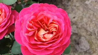 EDROSES/Троянда 🌹Сетин’є де Лей ле Роз (Centenaire de l'Ha translate-les-roses),Massad Франція, 2004