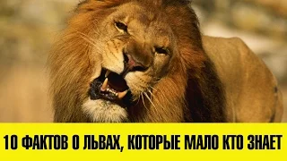 10 ФАКТОВ О ЛЬВАХ, КОТОРЫЕ МАЛО КТО ЗНАЕТ