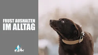 Fsrustrationstoleranz - 3 Dinge die Hunde LERNEN sollten - TEIL 1