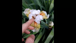 Flower Erotica