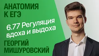 6.77. Регуляция дыхания | Анатомия к ЕГЭ | Георгий Мишуровский