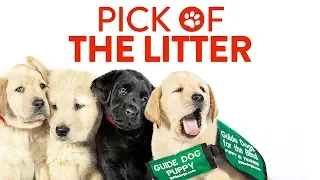 Pick of the Litter | UK Trailer | 2019