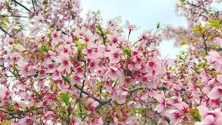 Sakura Season is Ending 🌸 Meguro River, Tokyo | JAPAN LIVE STREAMS 2023