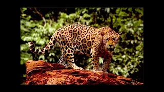Дикая природа Амазонки - Дикое царство / Wild Amazon | Nat Geo WILD