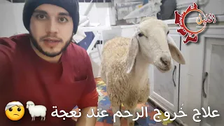 علاج خروج الرحم عند نعجة 🐑 traitement d'un prolapsus utérin chez une brebis