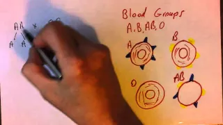 Genetics of ABO blood groups