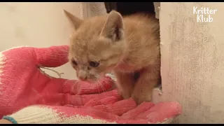Baby Kitten Found Inside The Thick Wall | Kritter Klub