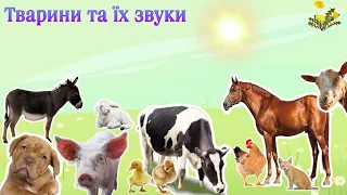 СВІЙСЬКІ ТВАРИНИ l ДОМАШНІ ТВАРИНИ🐐РЕАЛІСТИЧНІ ЗВУКИ ТВАРИН 🐄РОЗВИВАЮЧЕ ВІДЕО ДЛЯ НАЙМЕНШИХ ДІТЕЙ 1+