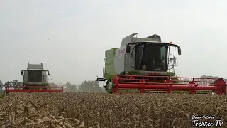 Big wheat harvest with 2x Claas Lexion 630!