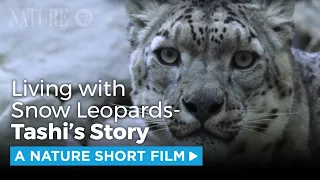 Living with Snow Leopards | A NATURE Short Film