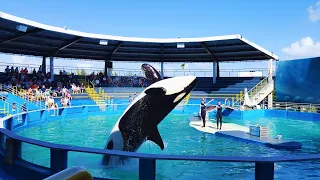 Killer Whale Show whale jump