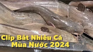 Khủng Nửa Rồi Clip Bắt Nhiều Cá Nhất Của Mùa Nước 2024 Nấu Bửa Cơm Quê Thiệt Là Ngon | Cldv #959