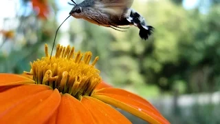 Hummingbird hawk-moth | Бражник-языкан (Macroglossum stellatarum)