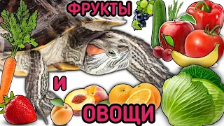 Кормление красноухих черепах овощами и фруктами