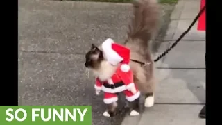 Ragdoll cat walks on leash dressed as Santa