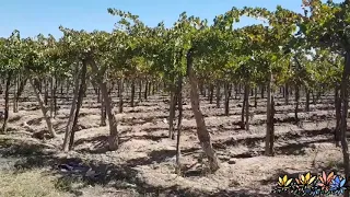 Cosecha asistida de uva en Mendoza: elevador volcador estático