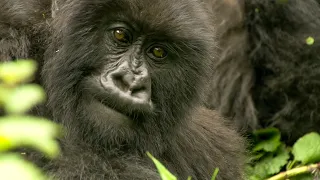 The Brave Gorilla King | Mountain Gorilla | BBC Earth