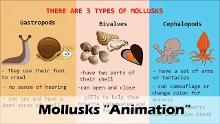 MOLLUSKS (Animation)