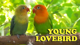 Lovebird Chirping Sound - Young Lovebirds - Orange Head & Yellow Head