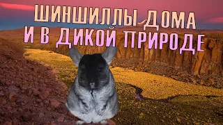 Шиншиллы в дикой природе и дома