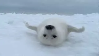 あざらしの赤ちゃん 『 リラックス 』 / Baby Harp Seal -7